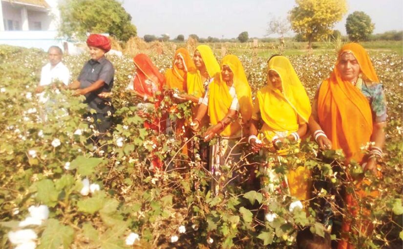 कपास (Cotton) में नवाचार से कमाया नाम