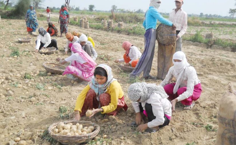 आलू (Potato) की खुदाई और रखरखाव