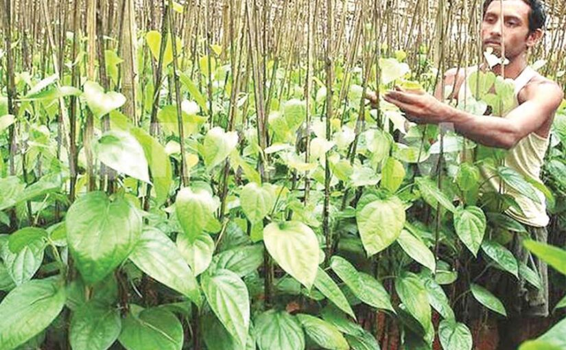 पान (Betel Leaf) की वैज्ञानिक खेती