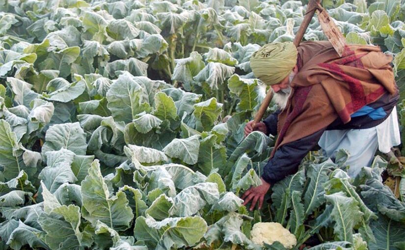 शीतलहर और पाले से फसलों की हिफाजत