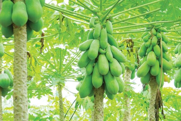 पपीता (Papaya) लागत कम फायदा ज्यादा