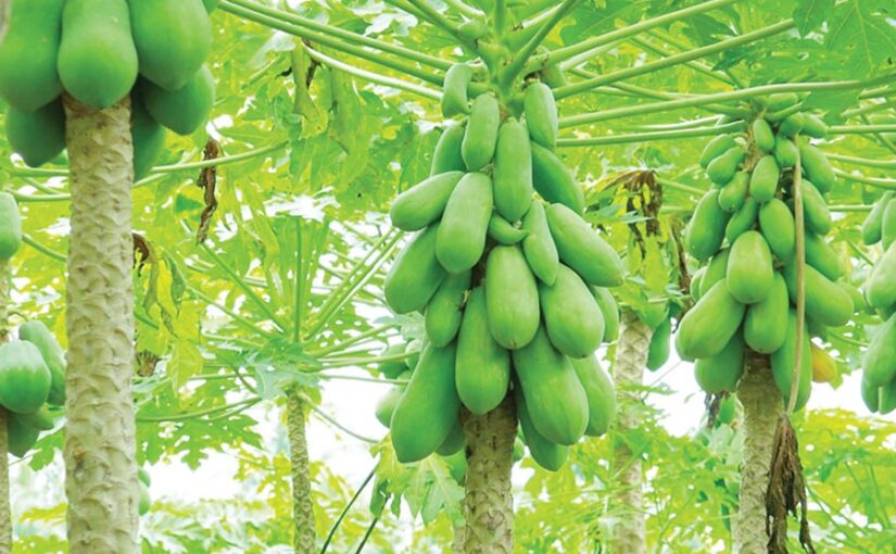 पपीता (Papaya) लागत कम फायदा ज्यादा
