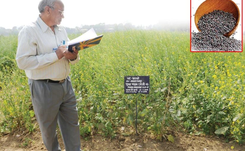 सरसों (Mustard) की खेती