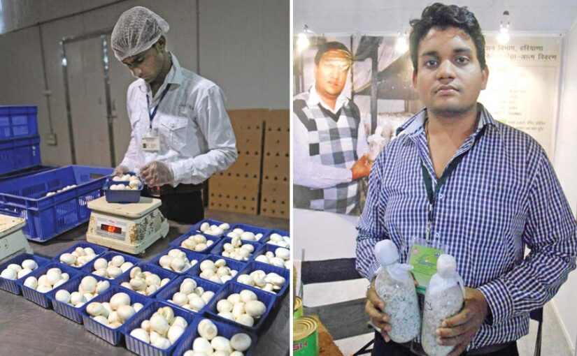 करें मशरूम (Mushroom) के स्पान का कारोबार