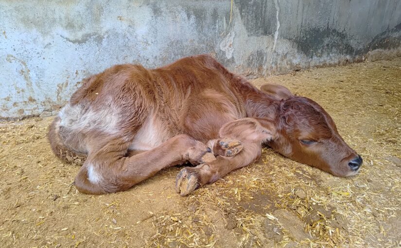 बछड़े में डायरिया (Diarrhea) का प्रकोप