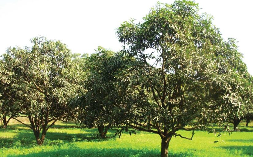 आम (Mango) के रोग और उपचार