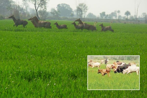 किसानों के लिए समस्या छुट्टा जानवर (Stray Animals)