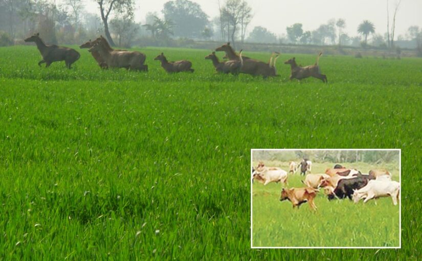 किसानों के लिए समस्या छुट्टा जानवर (Stray Animals)