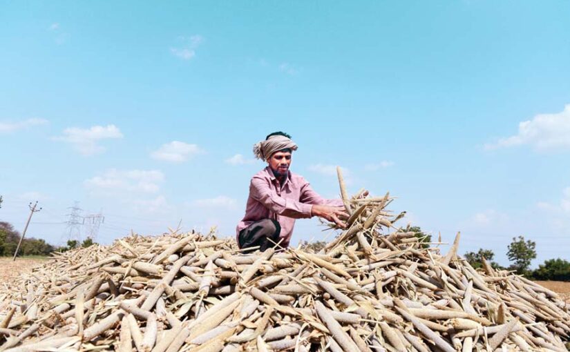बाजरे (Millet) की वैज्ञानिक खेती