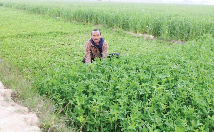 पशुओं के लिए बरसीम एक पौष्टिक दलहनी चारा (Pulse Fodder)