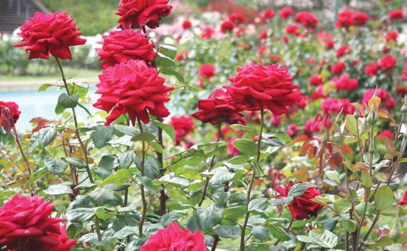 चंबल महका गुलाब (Roses) की खुशबू से