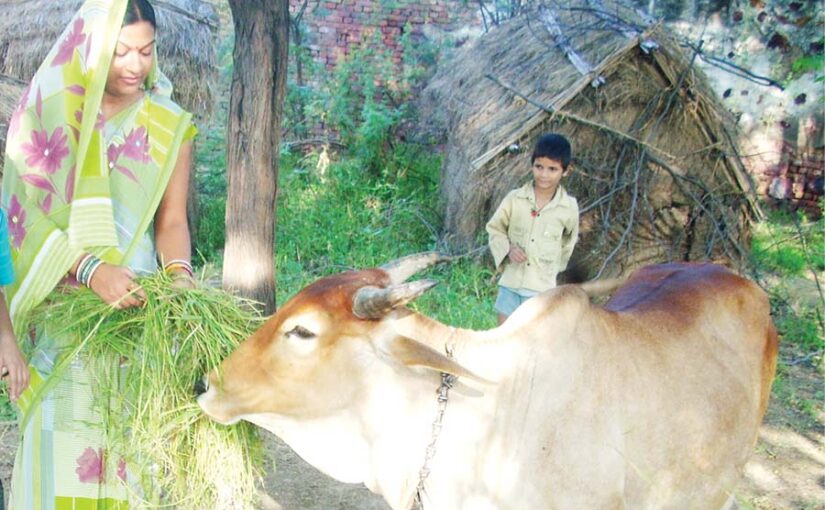 दुधारू पशुओं (Milch Animals) को दें हरा चारा