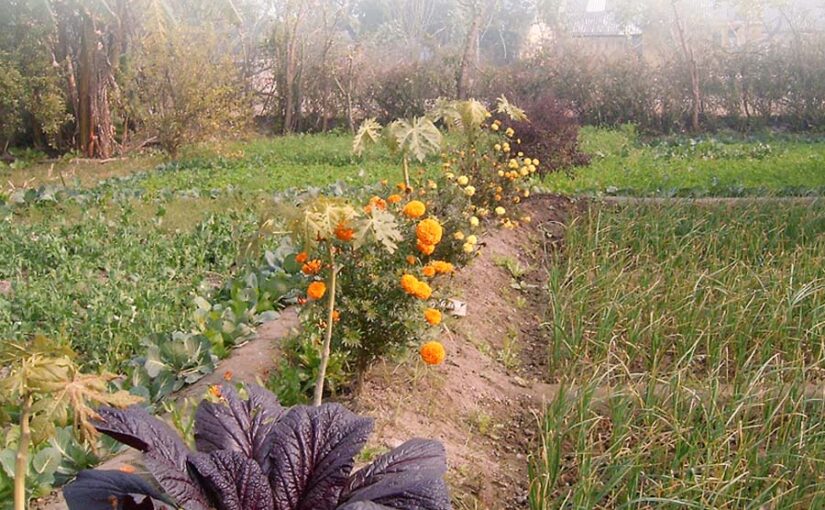 कीटरक्षक फसलों (Insect Repellent Crops) को लगाने का तरीका