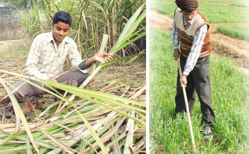 जनवरी में किए जाने वाले खेती के खास काम