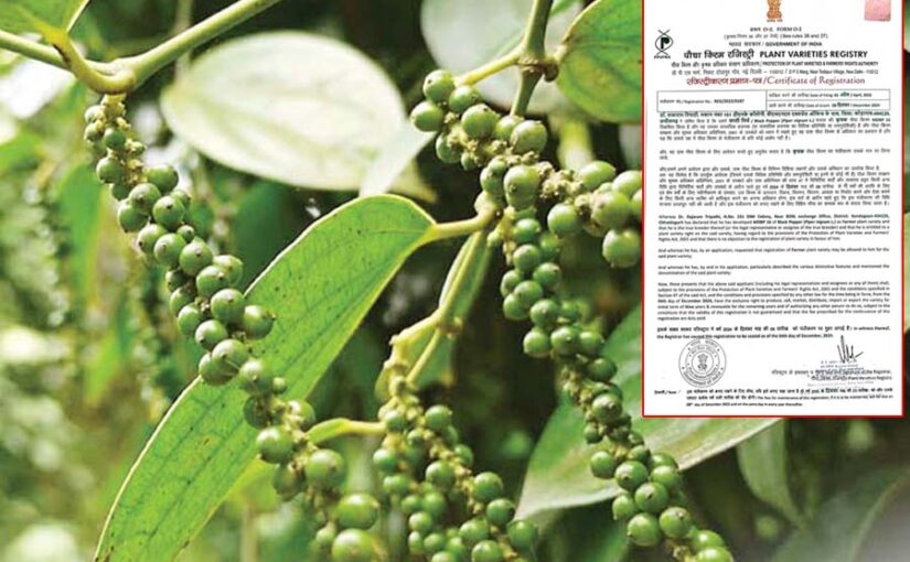 बस्तर से निकला ‘ब्लैक गोल्ड’ : छत्तीसगढ़ को मिला खास तोहफा