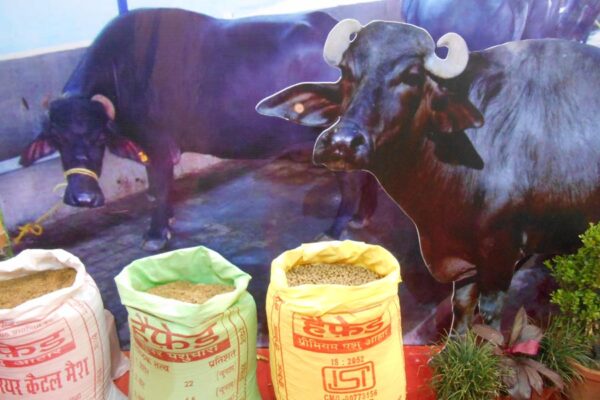 पशुपालन में खनिज मिश्रण का महत्त्व