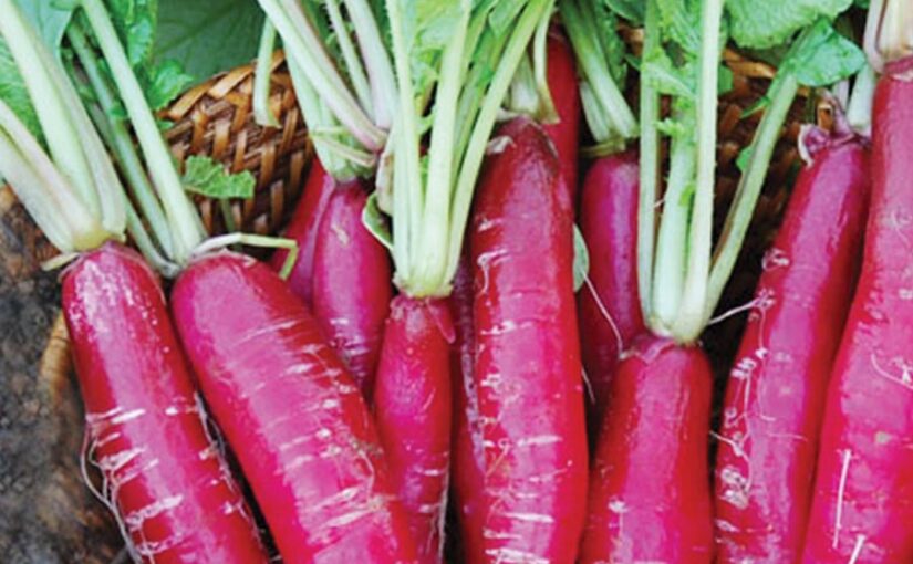 लाल मूली (Red Radish) की अच्छी खेती कैसे करें