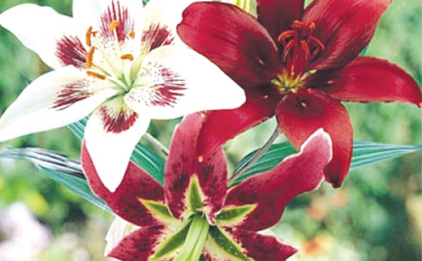 लिली (Lily) से बढ़ती आमदनी