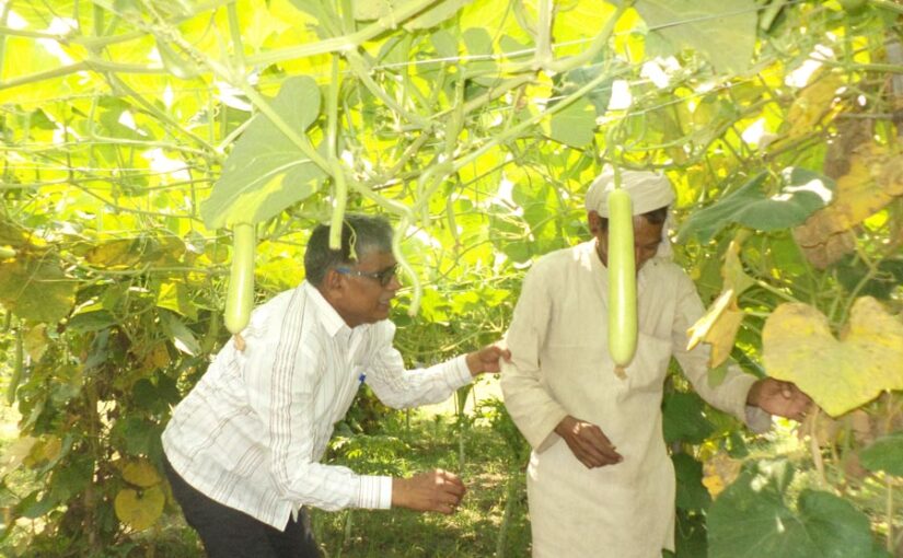 लौकी (Bottle Gourd) की खेती और फसल की सुरक्षा