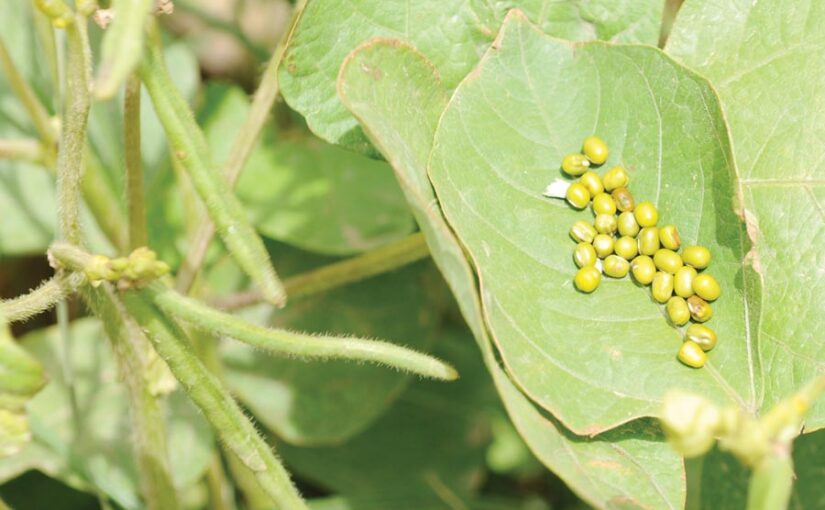 मूंग की खेती (Moong Cultivation) जायद में भी