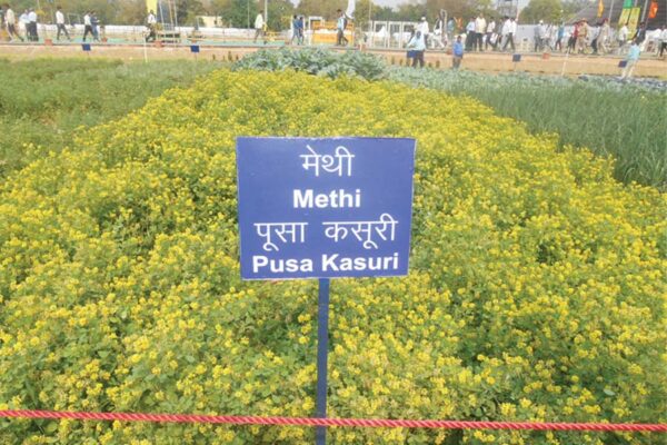 नागौर की कसूरी मेथी (Kasuri Fenugreek) कमाई से छाई बहार