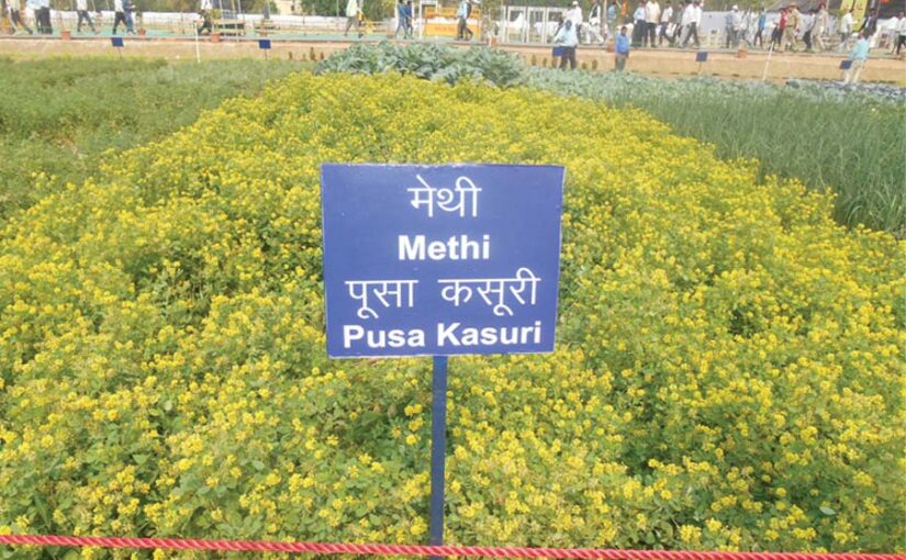 नागौर की कसूरी मेथी (Kasuri Fenugreek) कमाई से छाई बहार