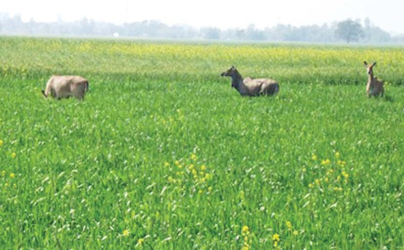 नीलगाय (Nilgai) से फसलों की हिफाजत (Protection)