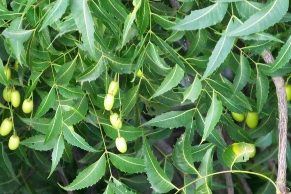 नीम से करें कीटनाशक (Insecticide) तैयार