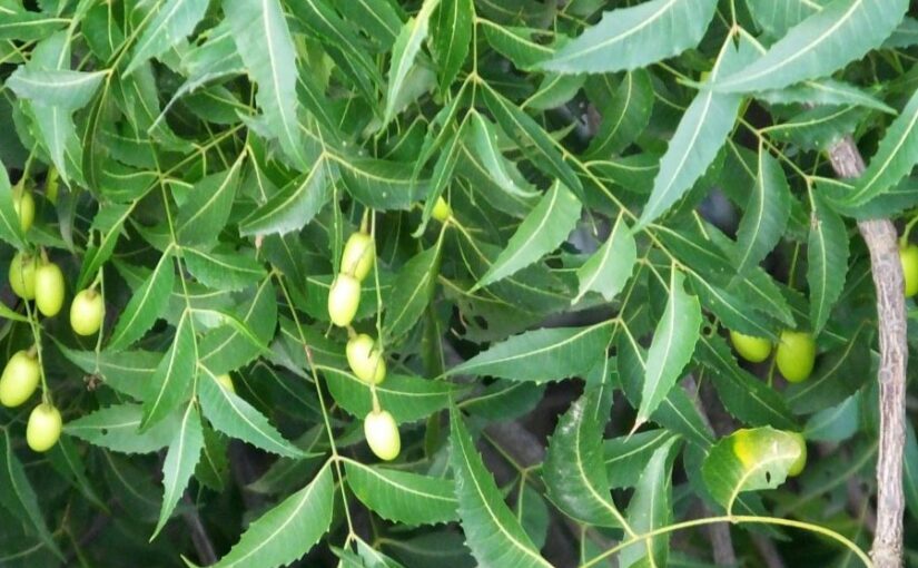 नीम से करें कीटनाशक (Insecticide) तैयार