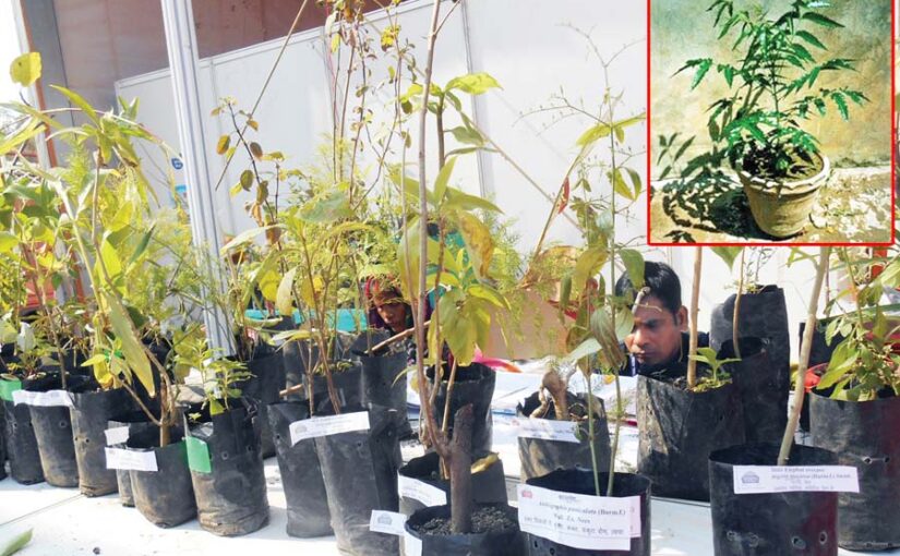 औषधीय व खुशबूदार पौधों की जैविक खेती