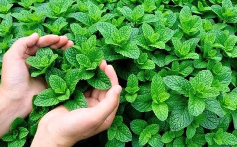 पुदीना (Mint) उगा कर फायदा पाएं ज्यादा