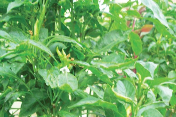 रबी की सब्जियों में जैविक कीट प्रबंधन (Biological Pest Management)