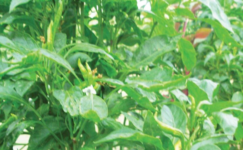 रबी की सब्जियों में जैविक कीट प्रबंधन (Biological Pest Management)