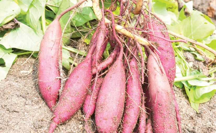 शकरकंद (Sweet Potatoes) सर्दियों से बचाए