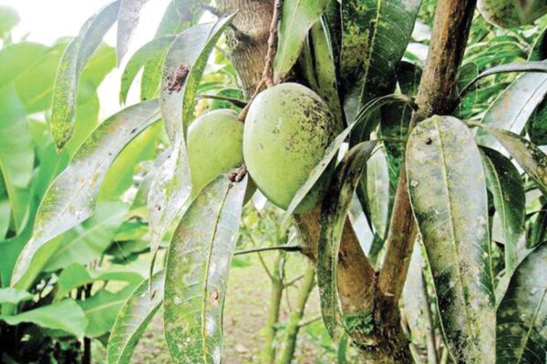 Pests of Mango: आम के खास कीट