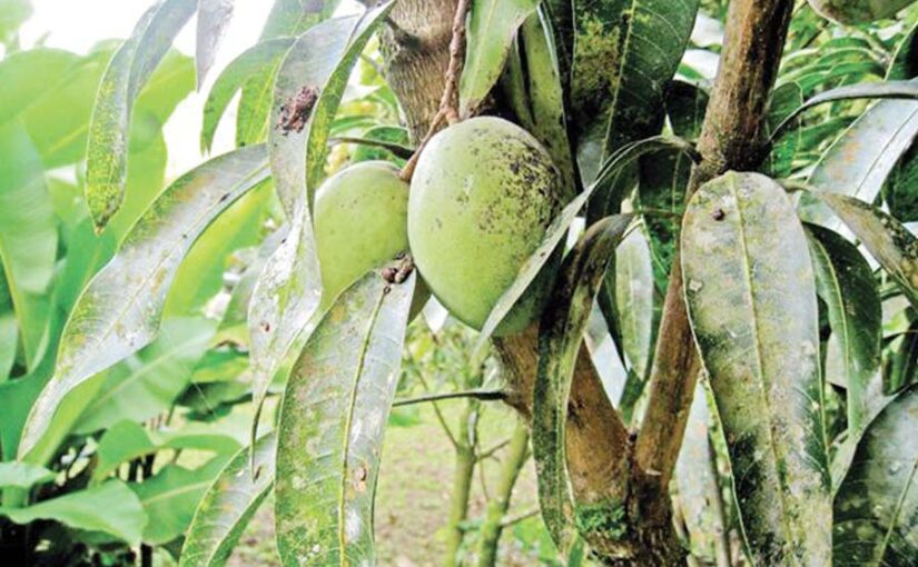 Pests of Mango: आम के खास कीट