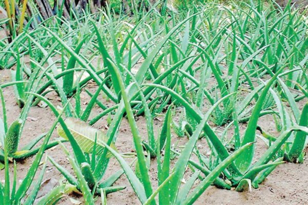 एलोवेरा (Aloe Vera) से आमदनी