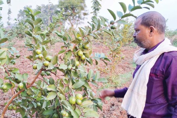 Guava Garden: पथरीली जमीन पर उगाया अमरूद का बगीचा