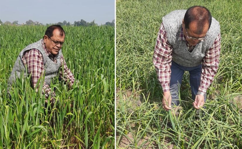 बढ़ते तापमान (temperature) से रबी की फसलों पर प्रभाव