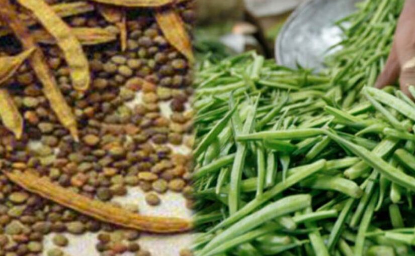 Cluster Bean : ग्वार के उन्नत बीजों की खेती
