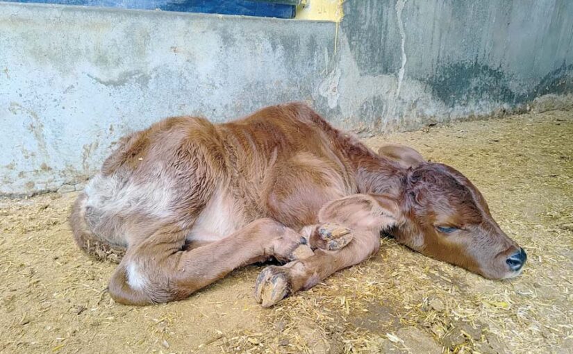 Diarrhea in Calf: बछड़े को डायरिया से ऐसे बचाएं