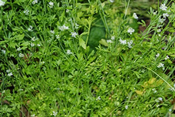 औषधीय फसल चंद्रशूर (Medicinal Crop Chandrashoor) की उन्नत खेती