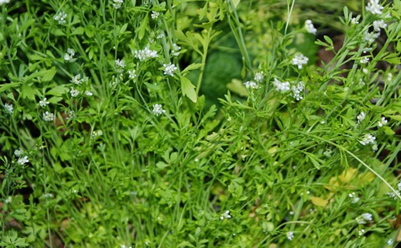 औषधीय फसल चंद्रशूर (Medicinal Crop Chandrashoor) की उन्नत खेती