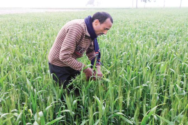 फरवरी महीने में खेती के खास काम (Farming Tasks)