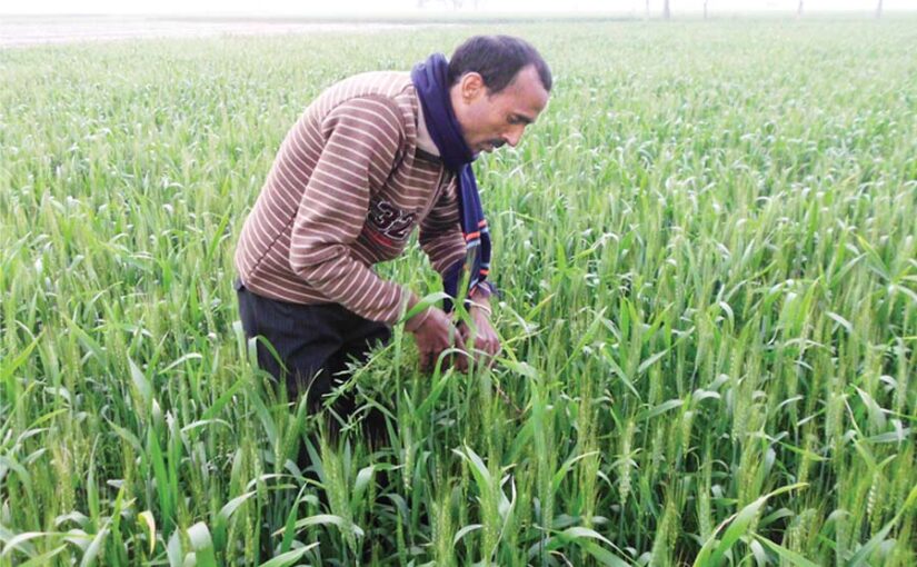 फरवरी महीने में खेती के खास काम (Farming Tasks)