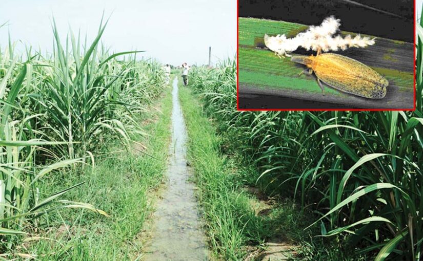 Sugarcane: गन्ने की वैज्ञानिक खेती