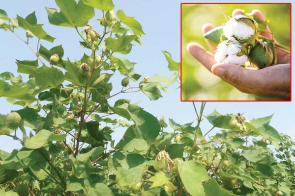 Cotton: कपास को कीड़ों से बचाएं