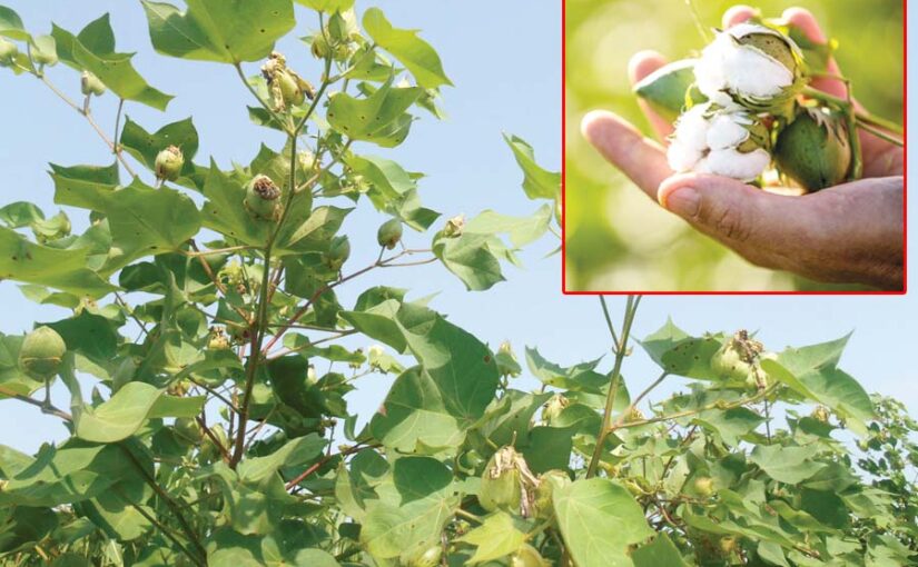 Cotton: कपास को कीड़ों से बचाएं