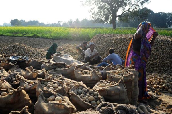 सरकार ने बढ़ाई खरीद सीमा, किसानों को होगा जम कर मुनाफा