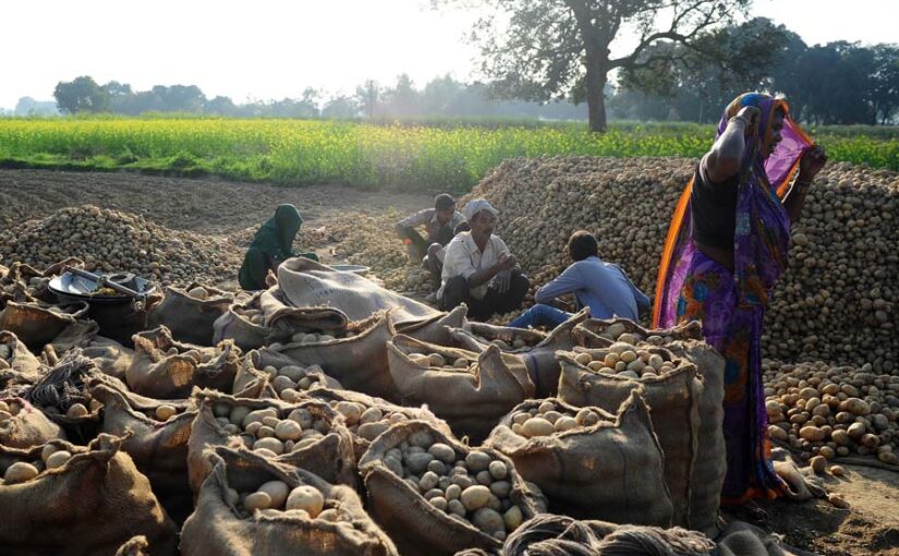 सरकार ने बढ़ाई खरीद सीमा, किसानों को होगा जम कर मुनाफा
